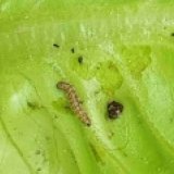 Les chenilles de la noctuelle de la tomate sont très voraces. Ici, les dégâts qu'elle cause sur une feuille de salade. Agroscope